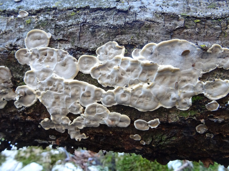 Bjerkandera adusta - Meruliaceae